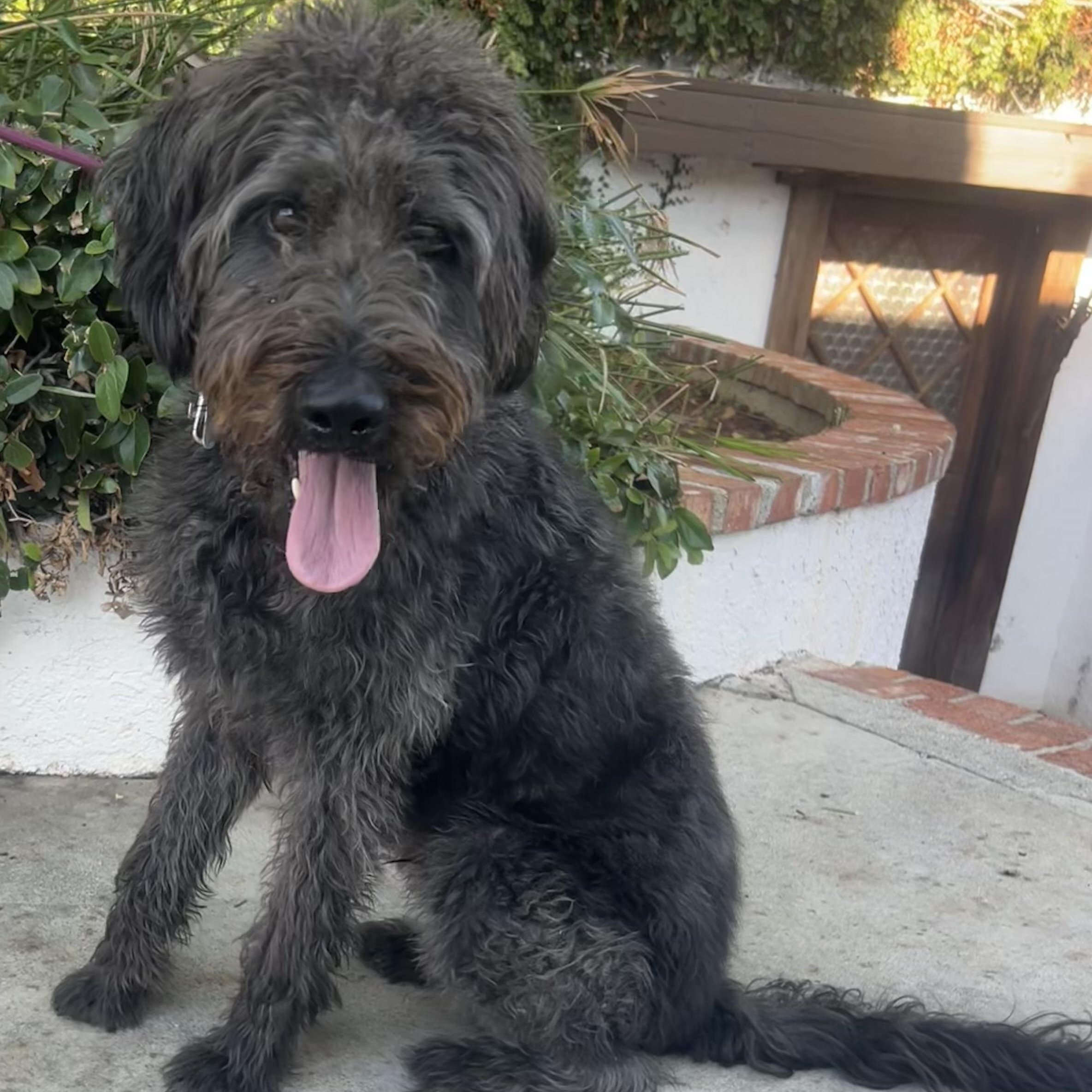 Riley, Adoptable, Adult Male Labradoodle.