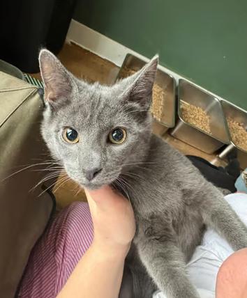Sam, ADOPTABLE, Young Male Domestic Short Hair.