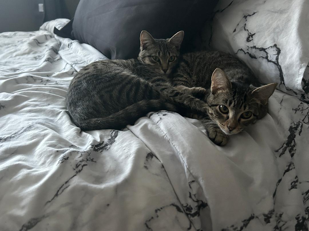 Enlarge Fontina and Raclette, an adopted Domestic Short Hair in Mokena, IL image 4/6