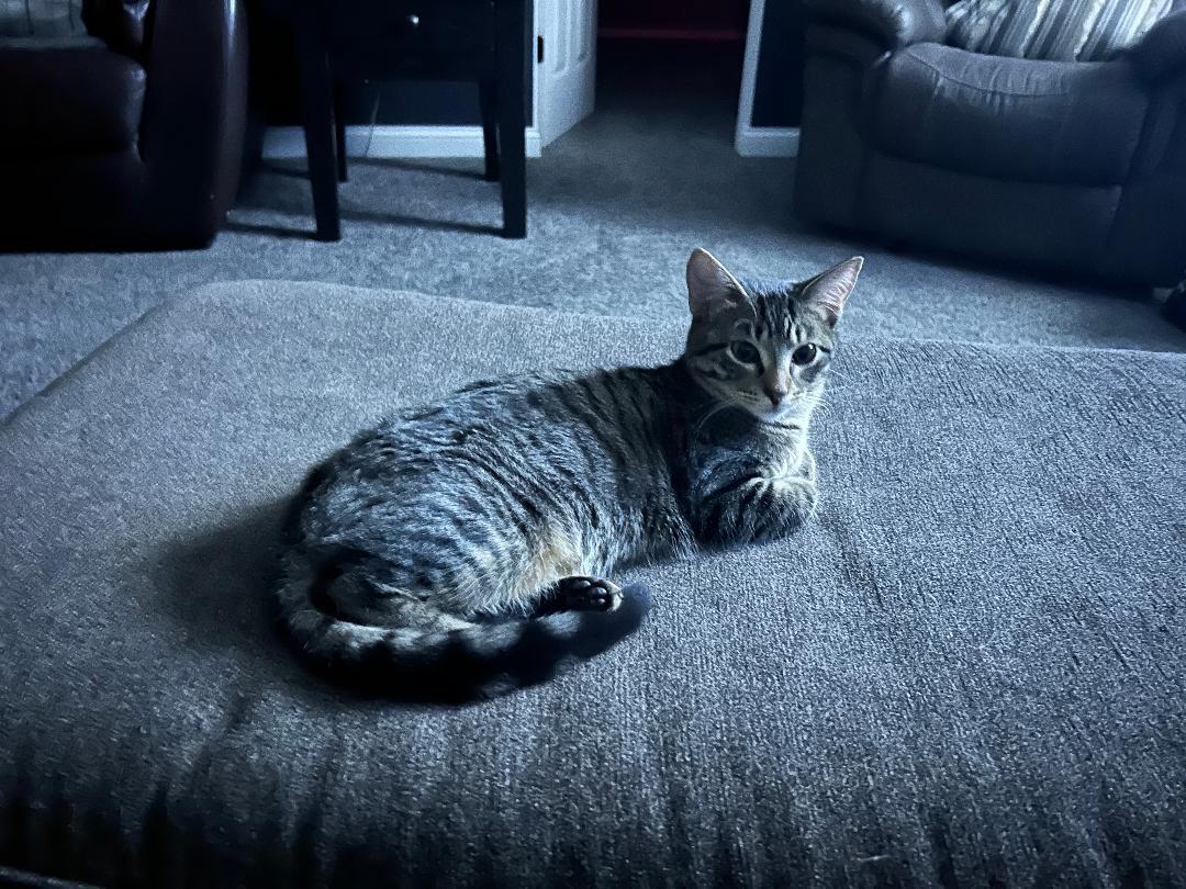 Enlarge Fontina and Raclette, an adopted Domestic Short Hair in Mokena, IL image 5/6