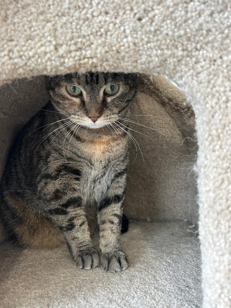 Enlarge Fontina and Raclette, an adopted Domestic Short Hair in Mokena, IL image 3/6