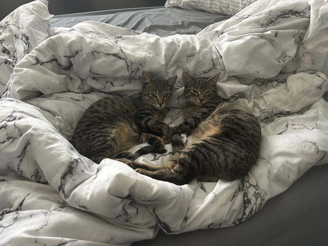 Enlarge Fontina and Raclette, an adopted Domestic Short Hair in Mokena, IL image 2/6