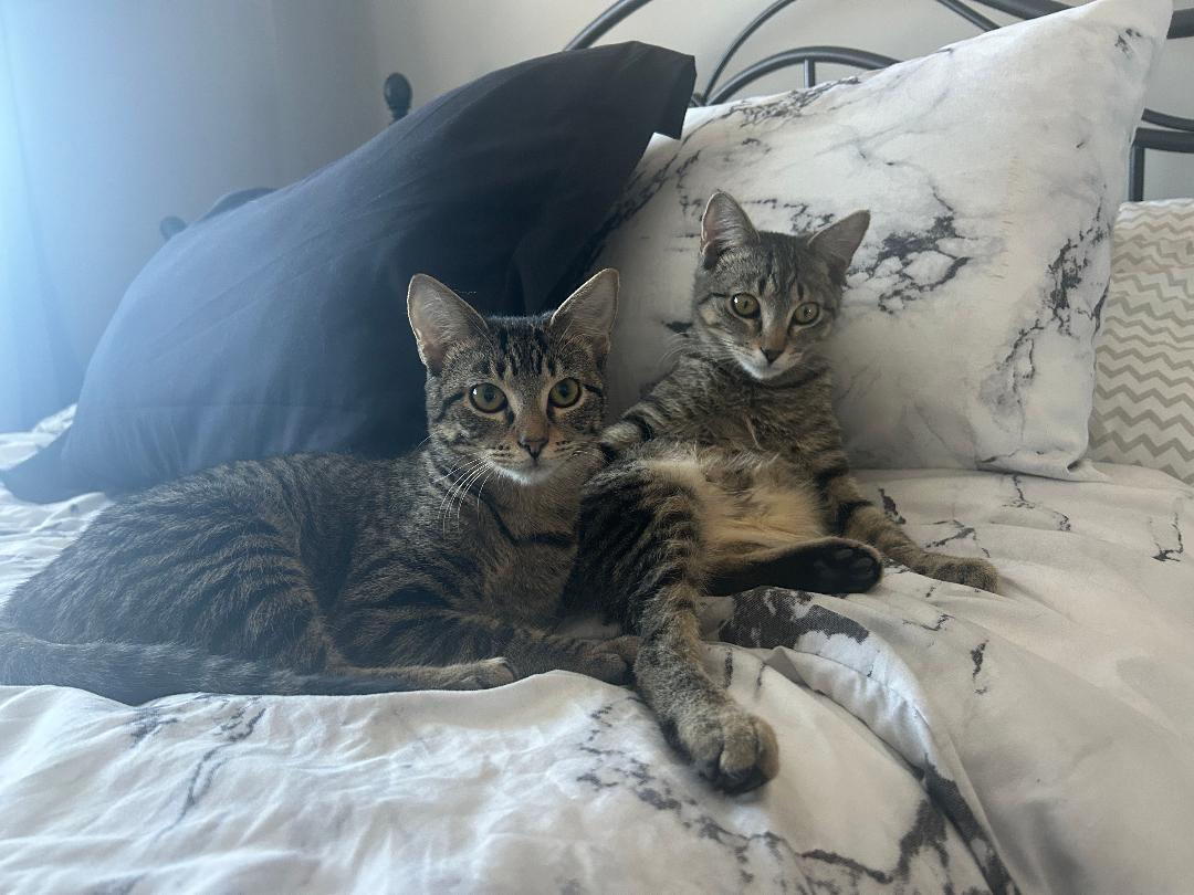 Enlarge Fontina and Raclette, an adopted Domestic Short Hair in Mokena, IL image 1/6