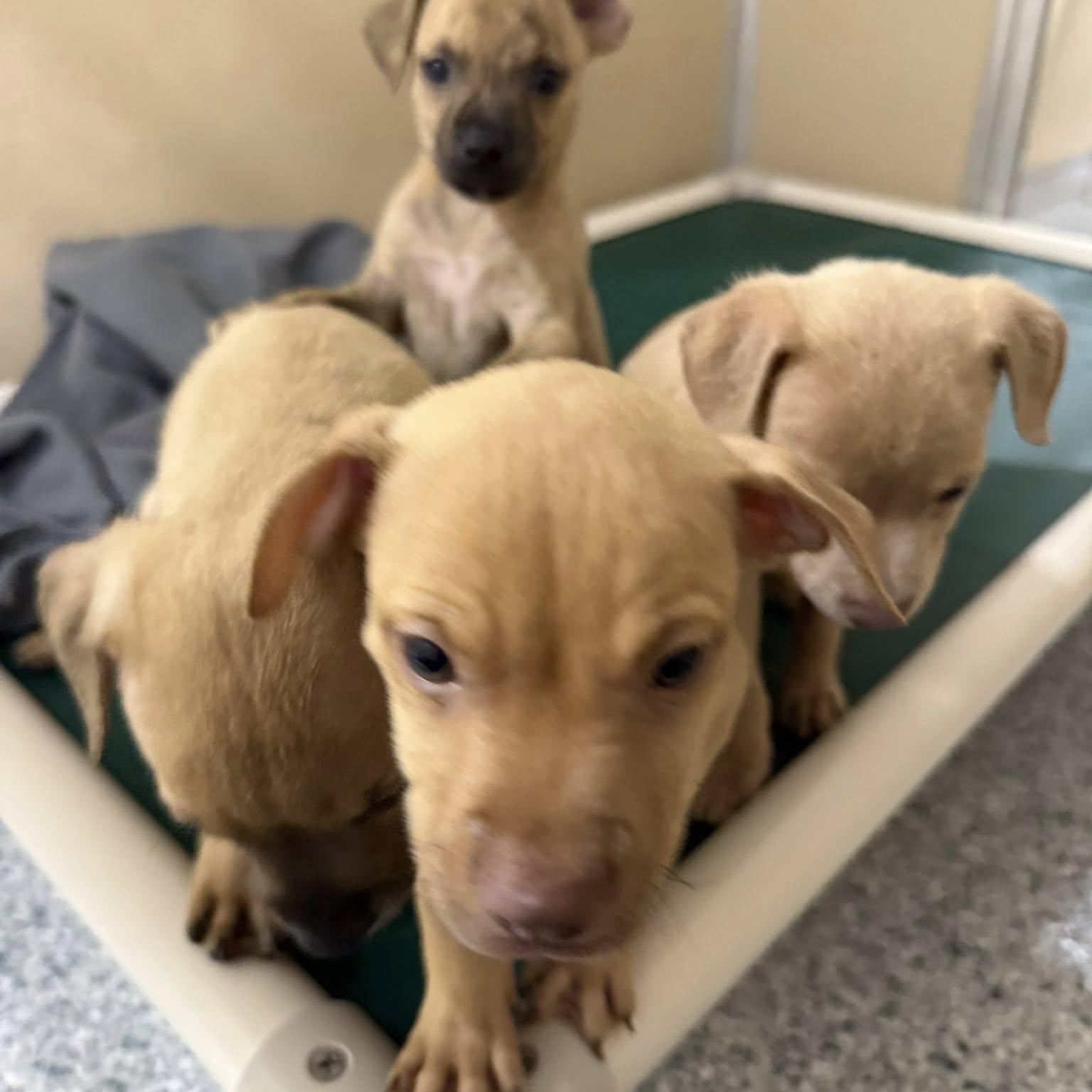 Enlarge Blaze, an adoptable Mixed Breed in St. Augustine, FL image 2/2