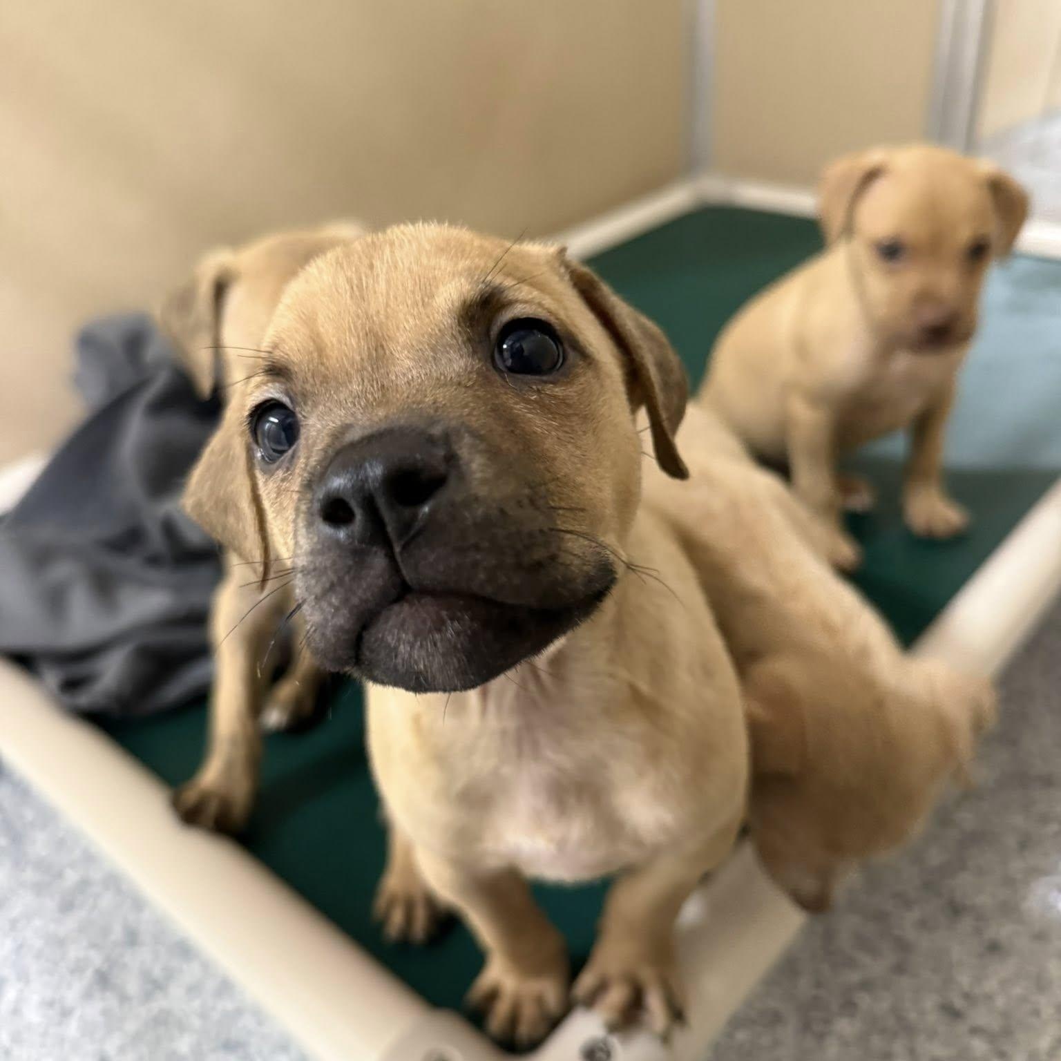 Enlarge Blaze, an adoptable Mixed Breed in St. Augustine, FL image 1/2