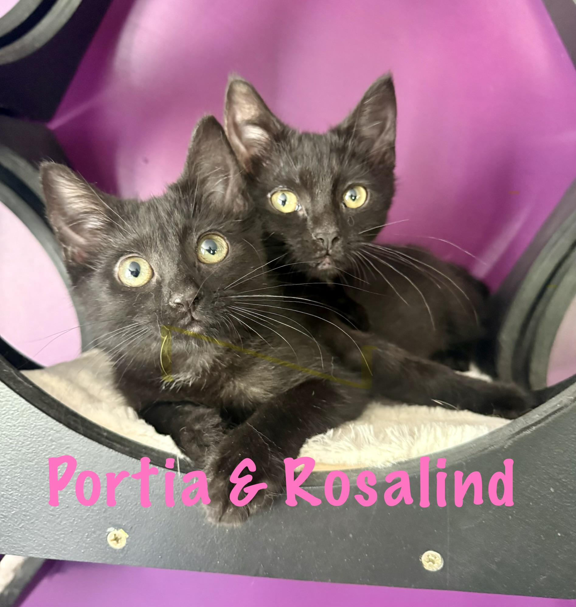 Rosland & Portia, ADOPTABLE, Kitten Female Domestic Short Hair.