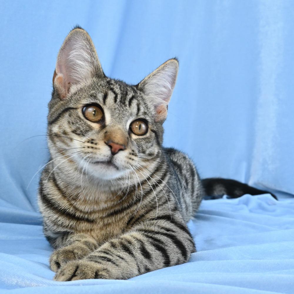 Ruhn, Adoptable, Young Male Domestic Short Hair.