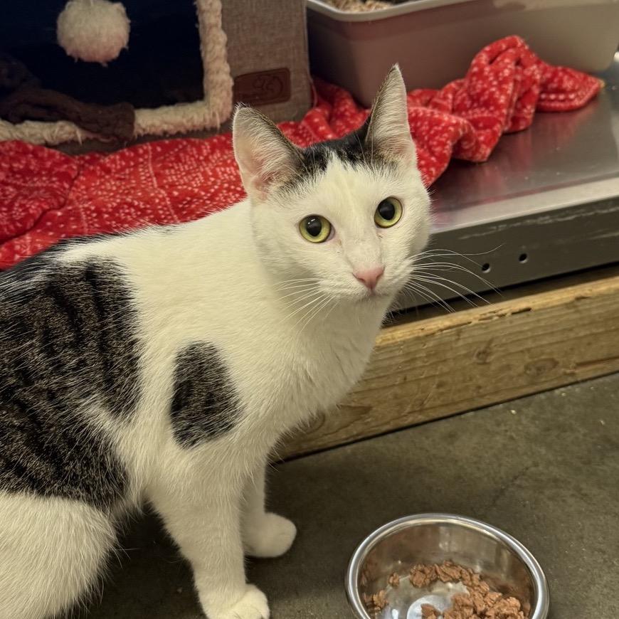 Enlarge Snow, a Adoptable Domestic Short Hair in Hemet, CA image 1/5