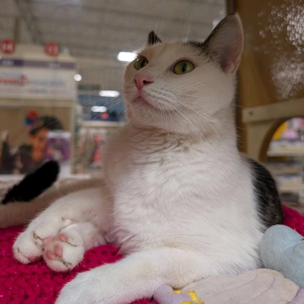Enlarge Snow, a Adoptable Domestic Short Hair in Hemet, CA image 4/5
