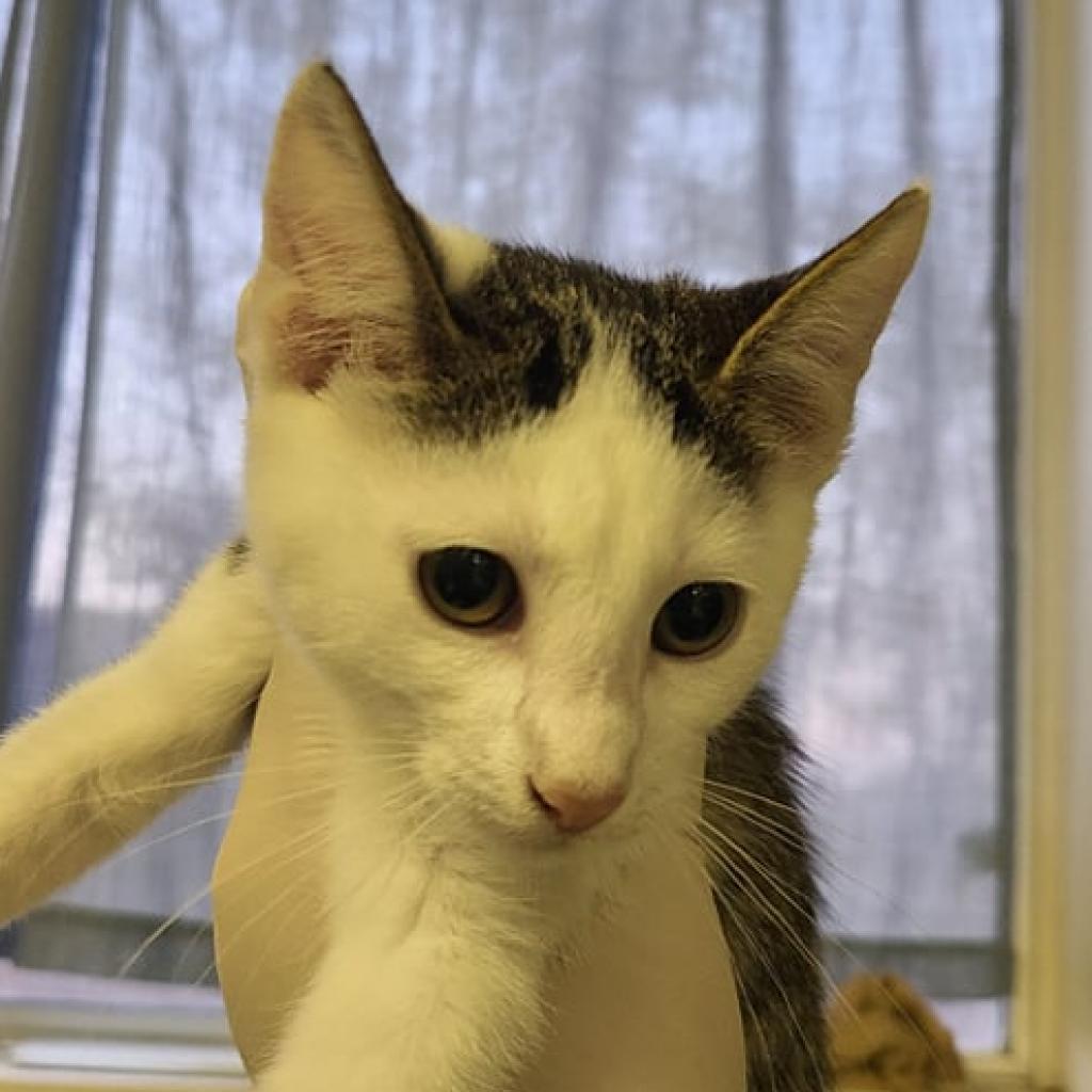 Enlarge Snow, a Adoptable Domestic Short Hair in Hemet, CA image 5/5