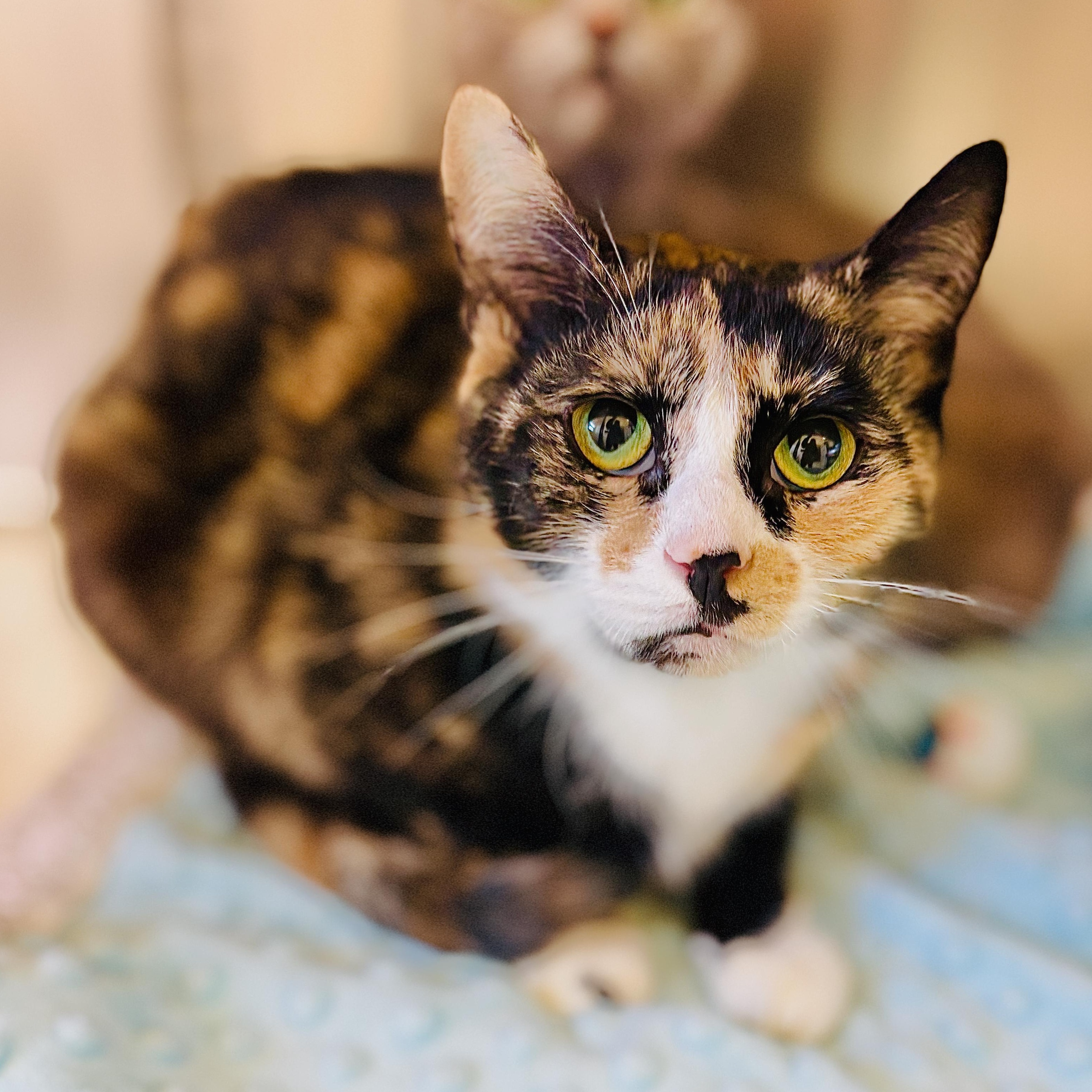 Enlarge Patches, an adoptable Domestic Short Hair in St Stephen, NB image 1/2