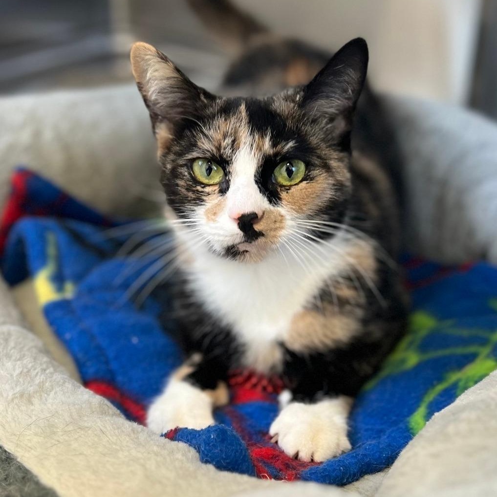 Patches, adoptable, Adult Female Domestic Short Hair.