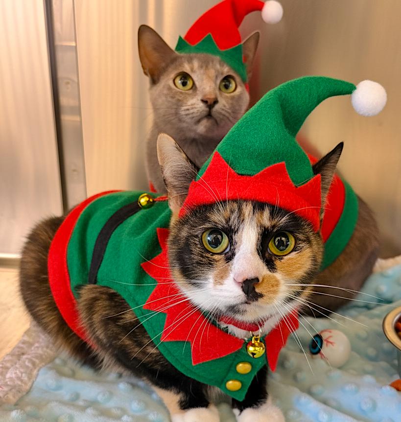 Patches, adoptable, Adult Female Domestic Short Hair.