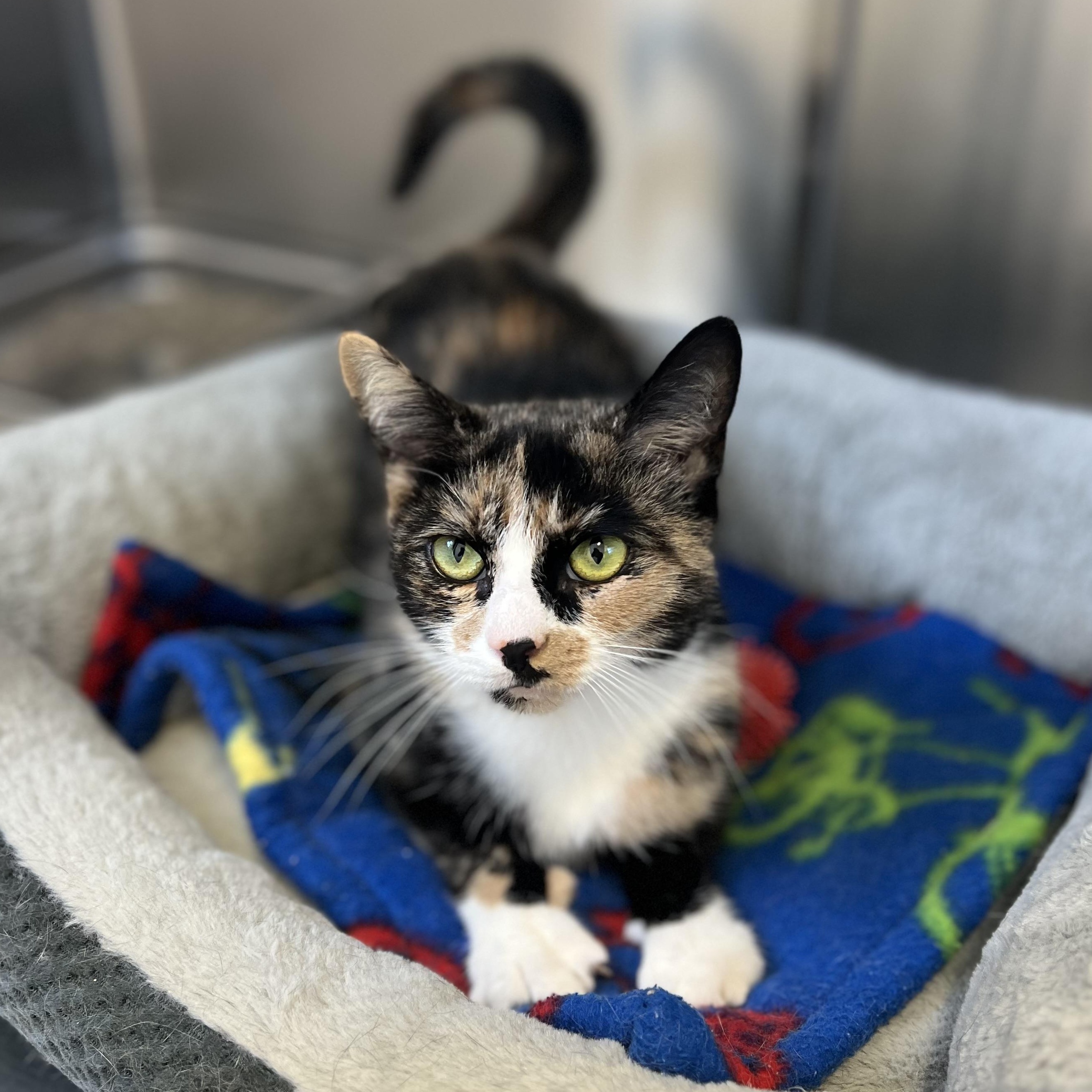 Patches, adoptable, Adult Female Domestic Short Hair.