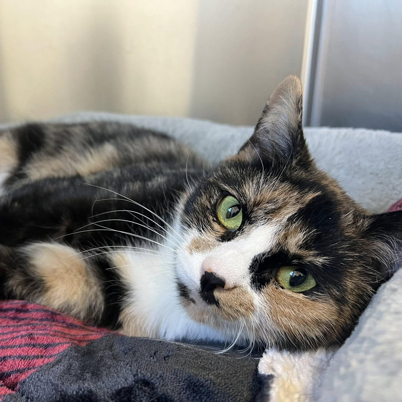 Enlarge Patches - See me at Pet Valu!, an adoptable Domestic Short Hair in St Stephen, NB image 2/4