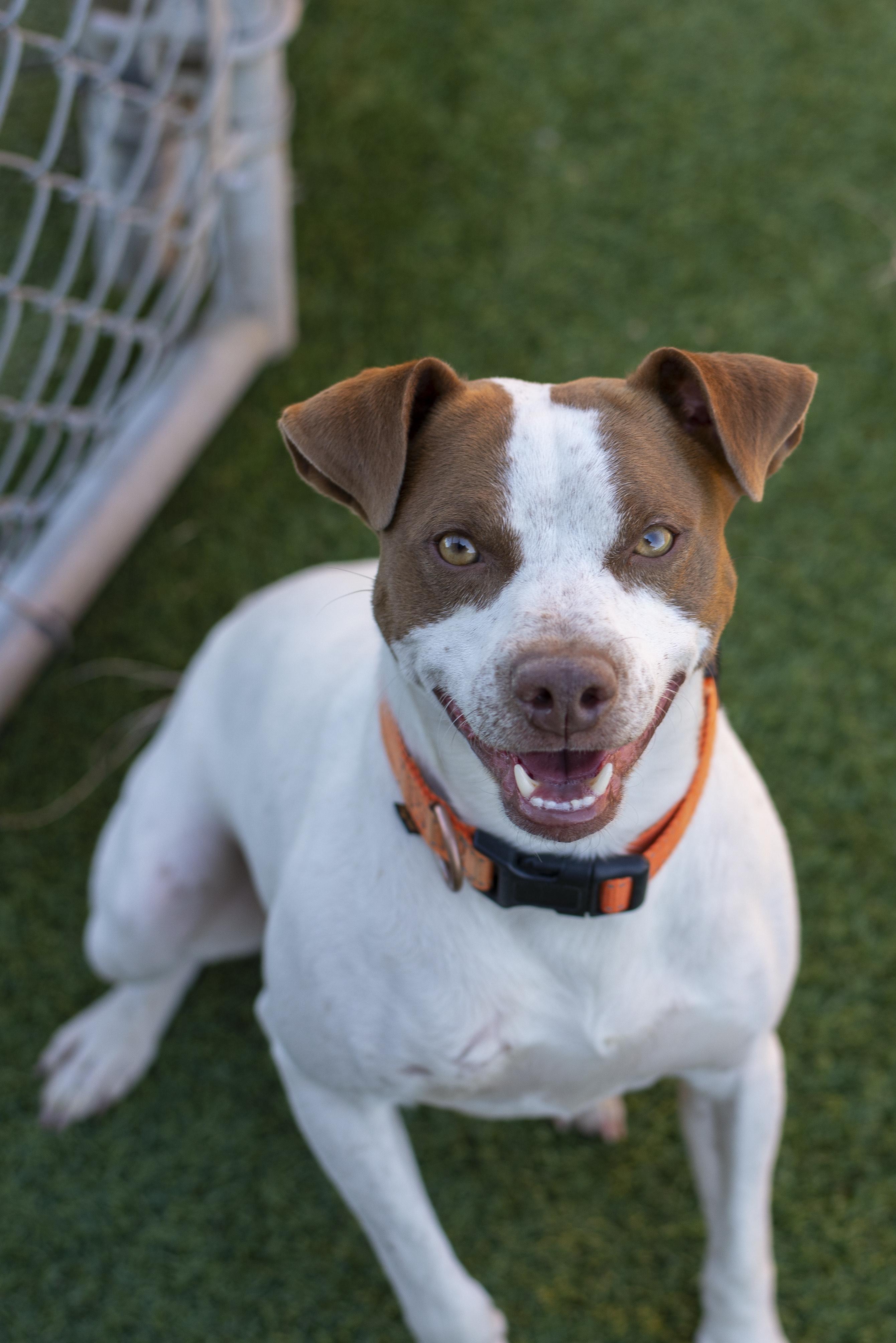 Joey, an adoptable Terrier in Gunnison, CO, 81230 | Photo Image 2