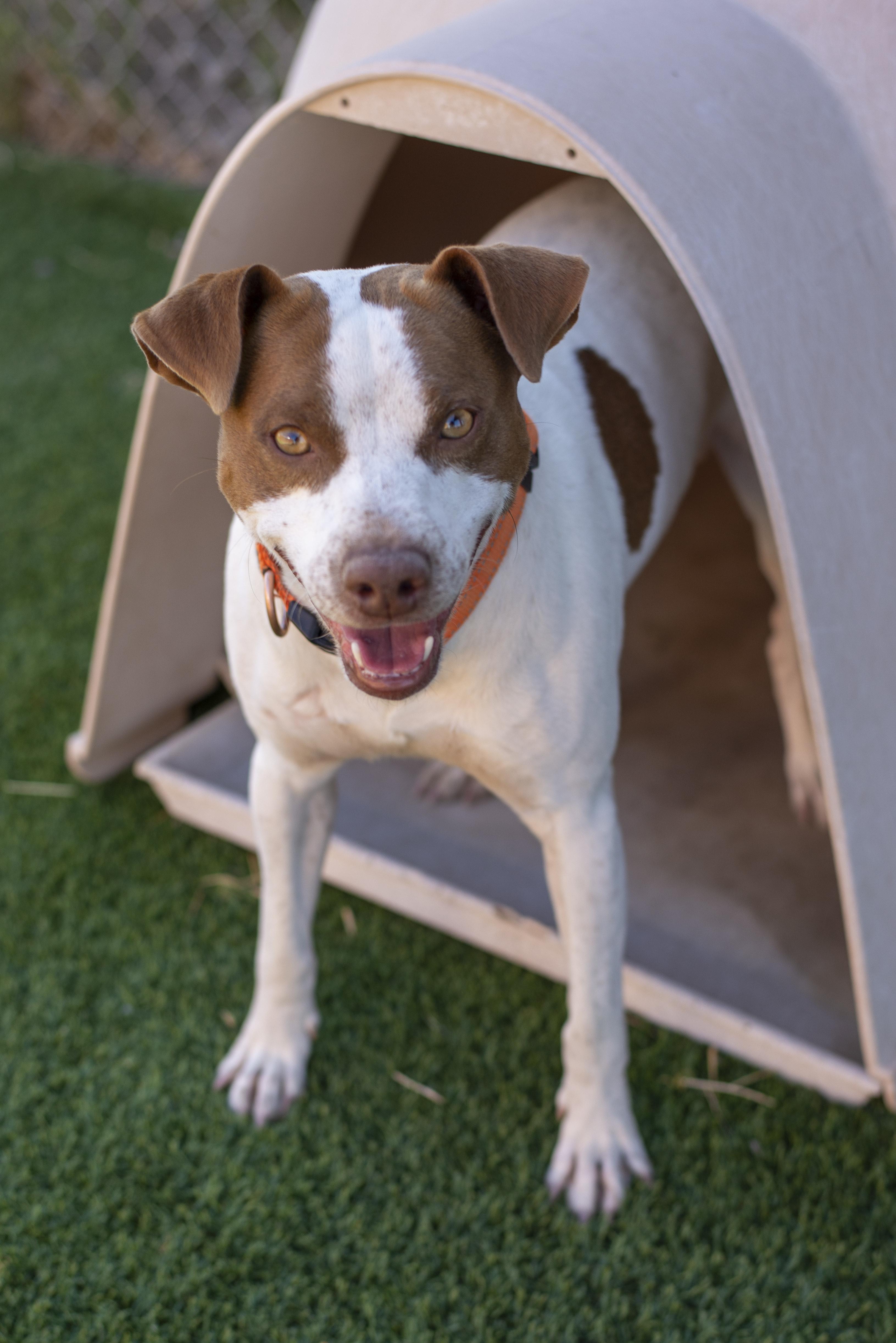 Joey, a Adoptable mixed breed in Gunnison, CO image 2/2