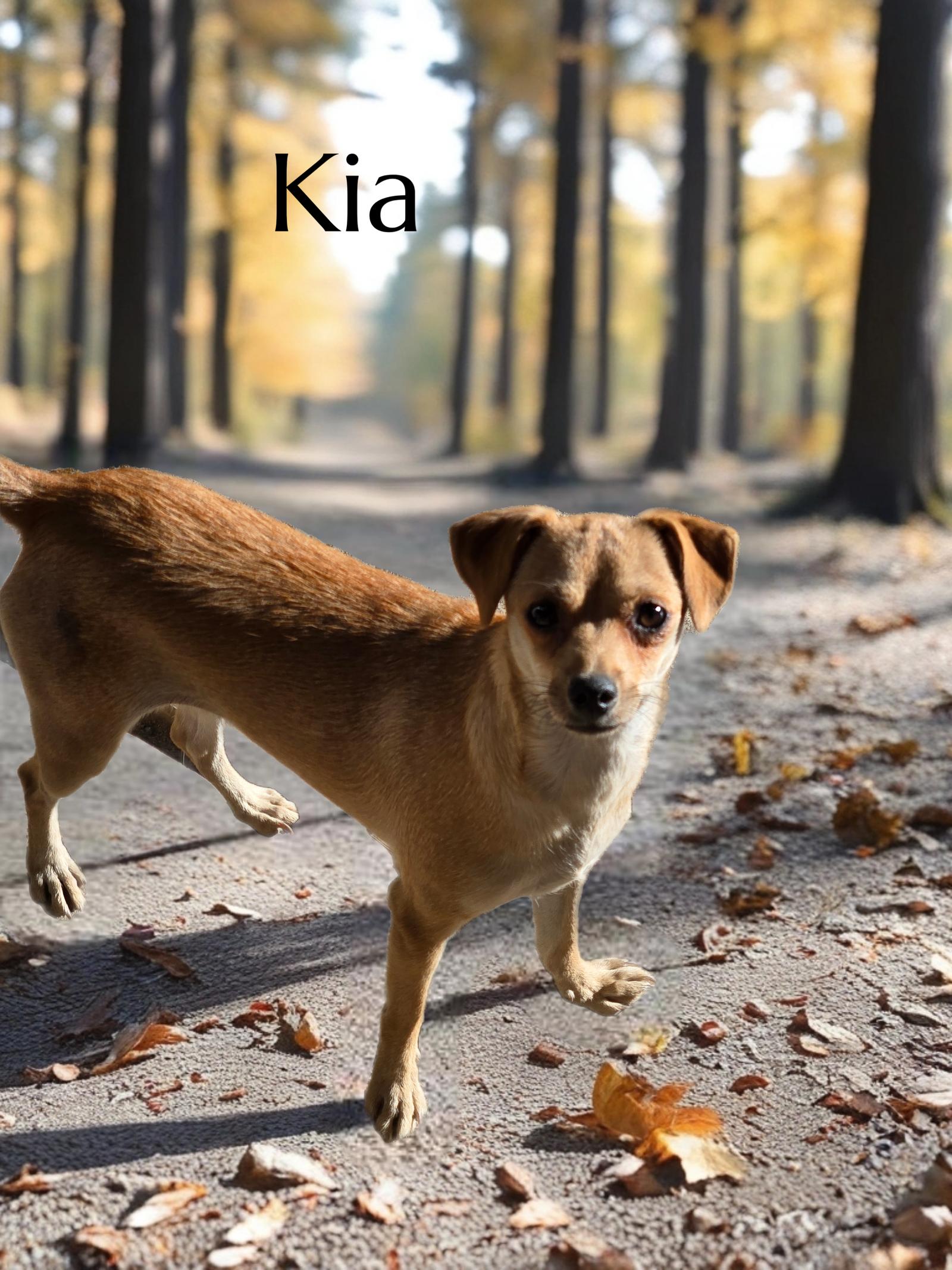 Kia, Adoptable, Young Female Chihuahua.