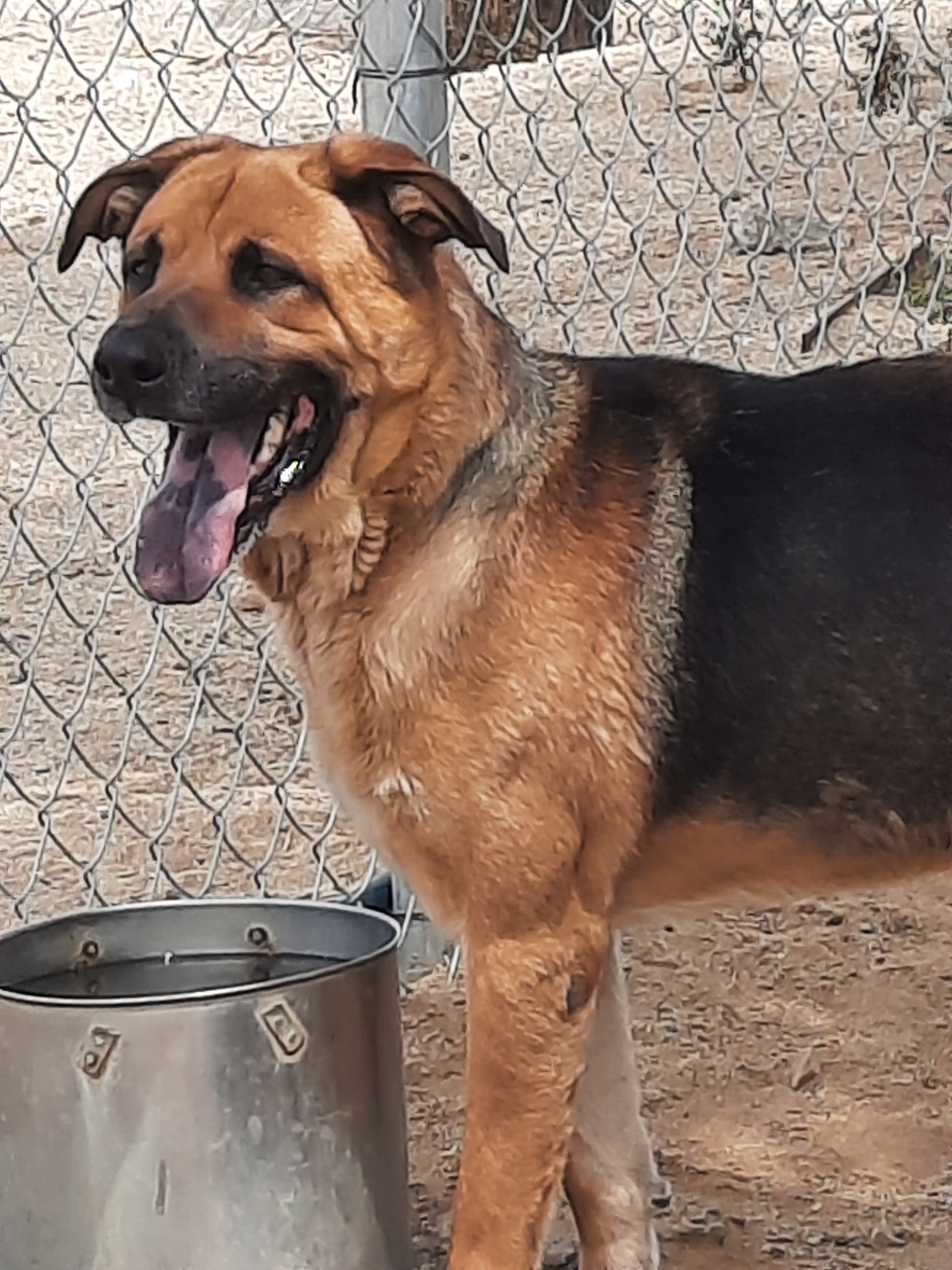 Taz, a Adoptable mixed breed in Mojave, CA image 1/11