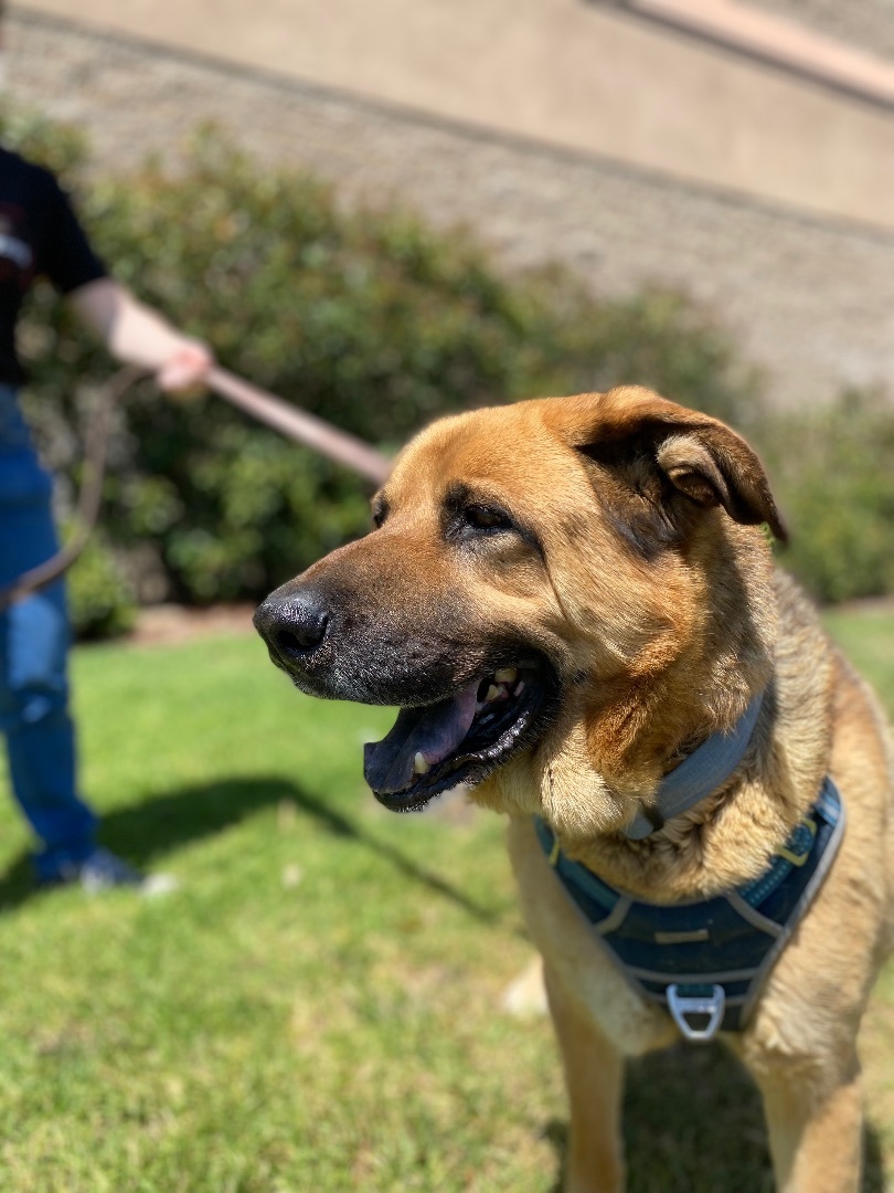 Taz, a Adoptable mixed breed in Mojave, CA image 2/11