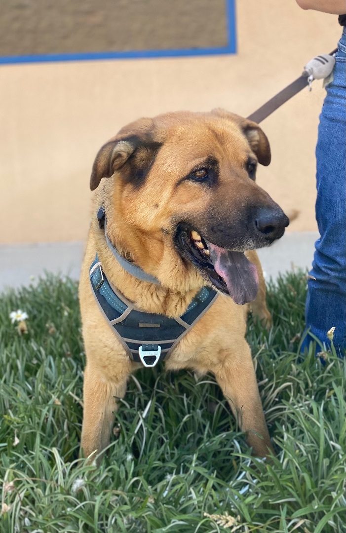 Taz, a Adoptable mixed breed in Mojave, CA image 3/11