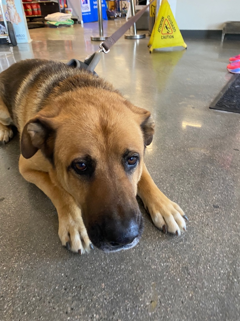 Taz, a Adoptable mixed breed in Mojave, CA image 4/11
