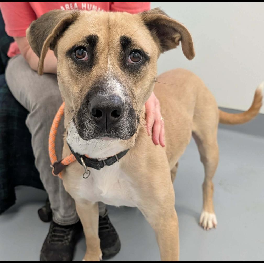 Skyla, Adoptable, Adult Female German Shepherd Dog & American Staffordshire Terrier.