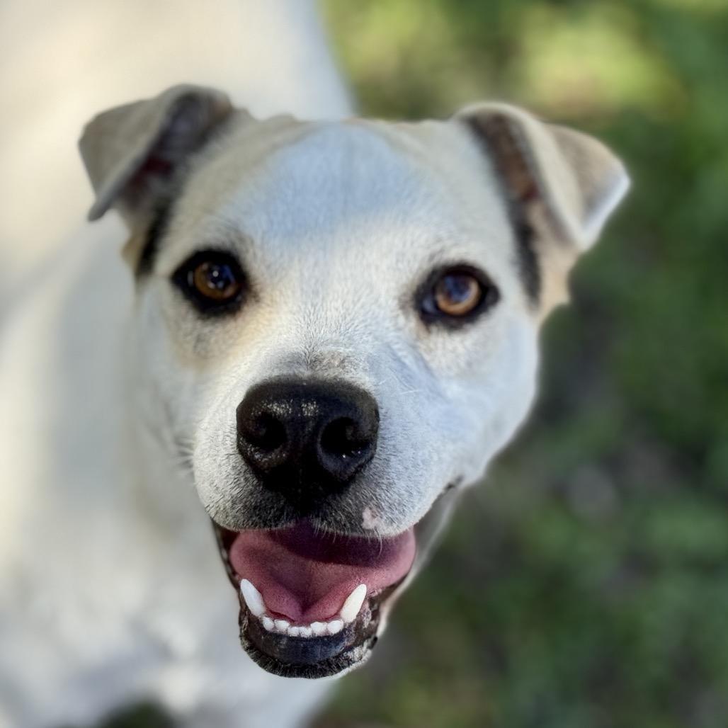 Enlarge Titus, a Adoptable mixed breed in San Antonio, TX image 4/6