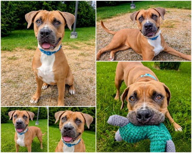 Enlarge DIAMOND, a Adoptable American Bulldog in Toronto, ON image 1/1