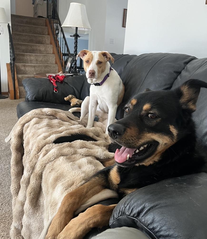 Enlarge Breezy, a Adoptable mixed breed in Syracuse, NY image 1/5