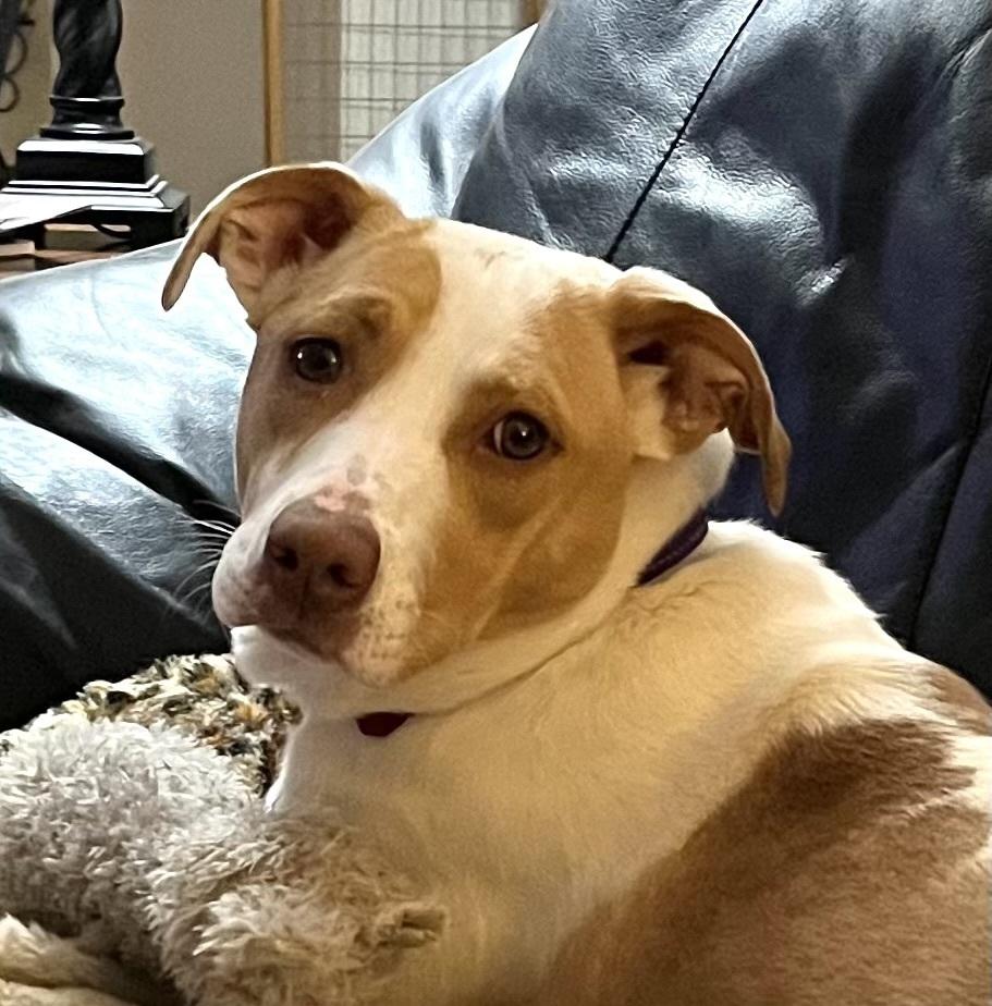 Enlarge Breezy, a Adoptable mixed breed in Syracuse, NY image 2/5