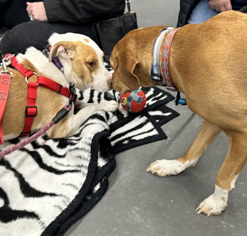 Enlarge Breezy, a Adoptable mixed breed in Syracuse, NY image 3/5