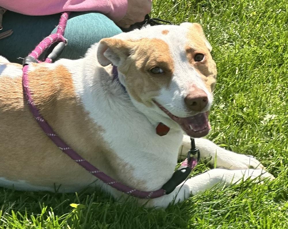 Enlarge Breezy, a Adoptable mixed breed in Syracuse, NY image 1/6