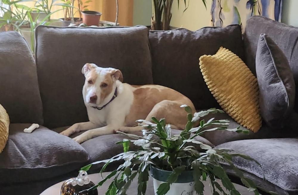 Breezy, Adoptable, Puppy Female Carolina Dog & Black Mouth Cur.