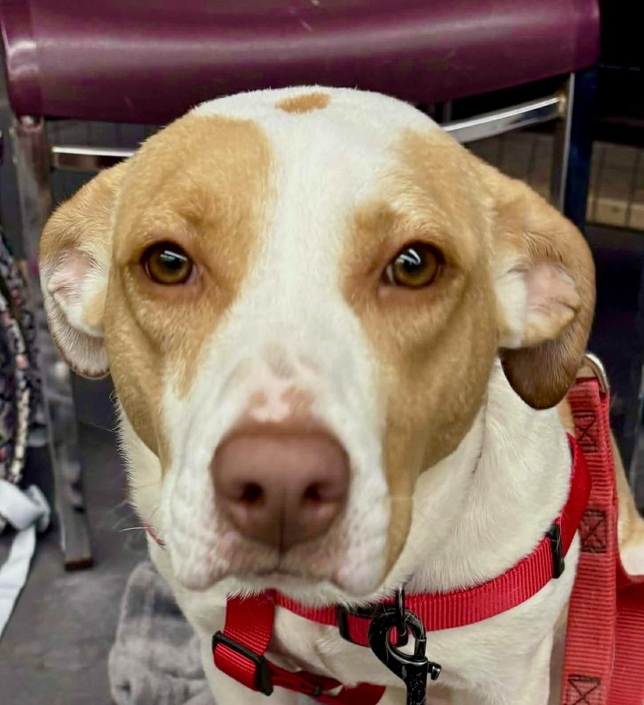 Breezy, a Adoptable mixed breed in Syracuse, NY image 3/6