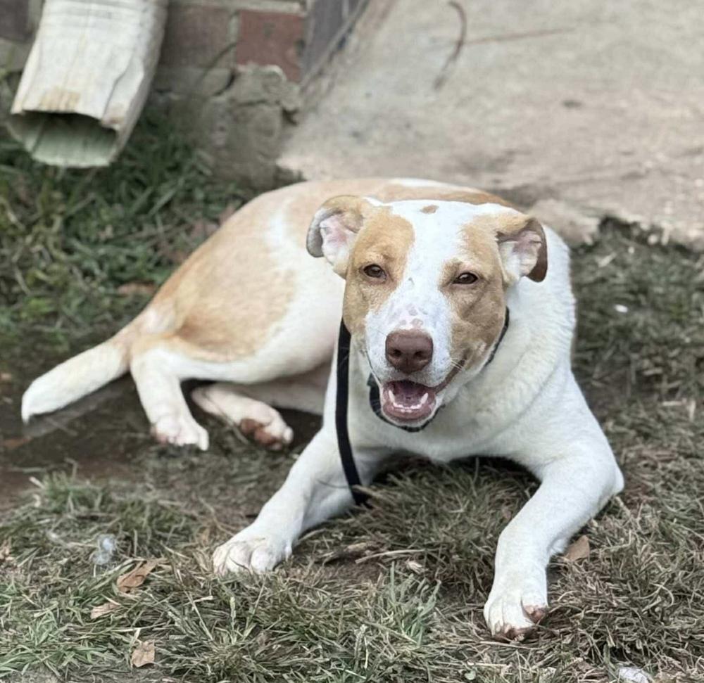 Enlarge Breezy, a Adoptable mixed breed in Syracuse, NY image 2/6