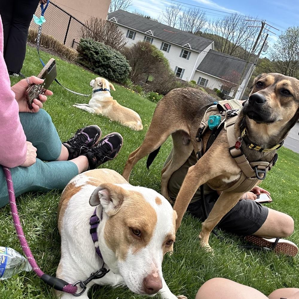 Enlarge Breezy, a Adoptable mixed breed in Syracuse, NY image 3/6