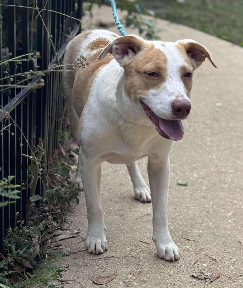 Enlarge Breezy, a Adoptable mixed breed in Syracuse, NY image 3/6