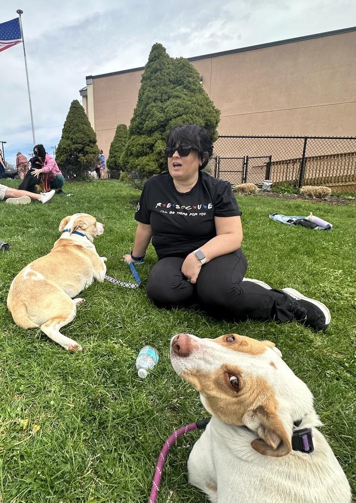 Enlarge Breezy, a Adoptable mixed breed in Syracuse, NY image 4/6