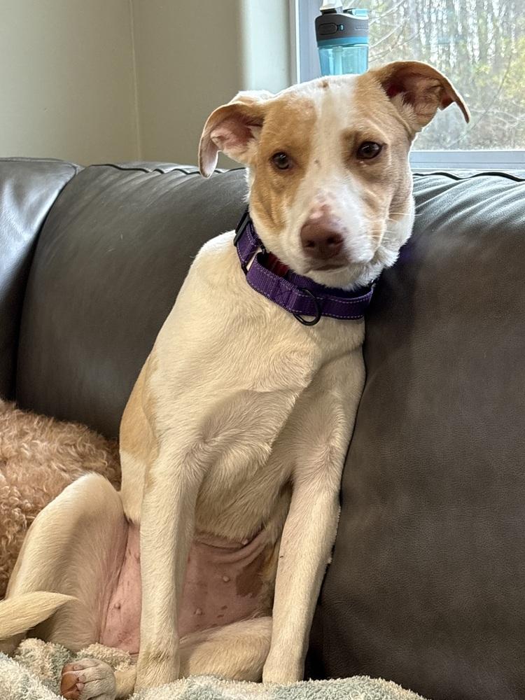 Enlarge Breezy, a Adoptable mixed breed in Syracuse, NY image 4/6