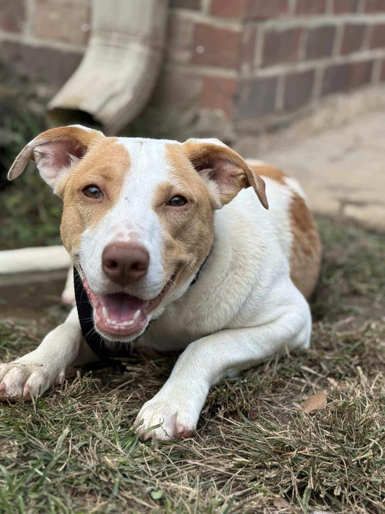 Breezy, a Adoptable mixed breed in Syracuse, NY image 5/6