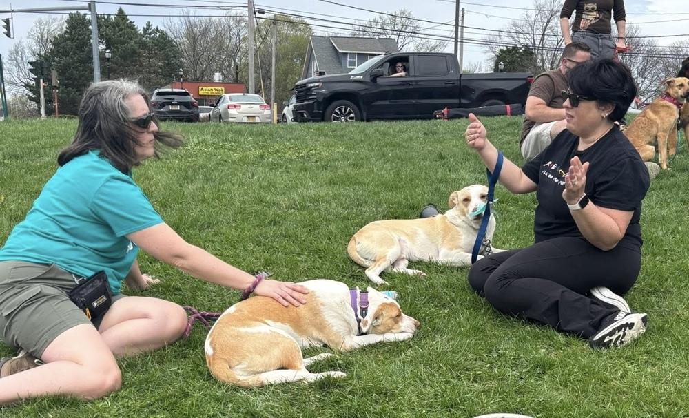 Enlarge Breezy, a Adoptable mixed breed in Syracuse, NY image 5/6