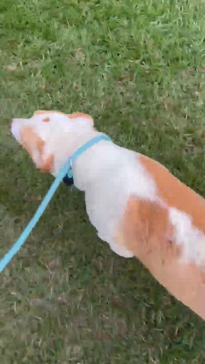 Enlarge Breezy, a Adoptable mixed breed in Syracuse, NY video 6/6