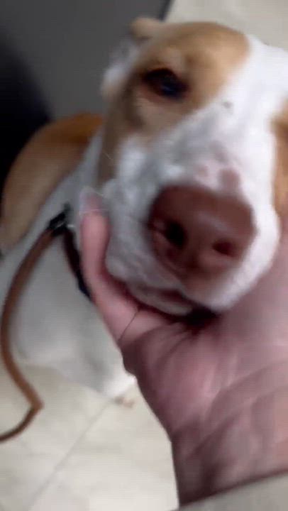 Enlarge Breezy, a Adoptable mixed breed in Syracuse, NY video 4/5