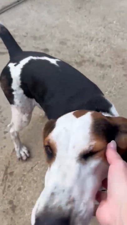 Enlarge Breezy, a Adoptable mixed breed in Syracuse, NY video 6/6