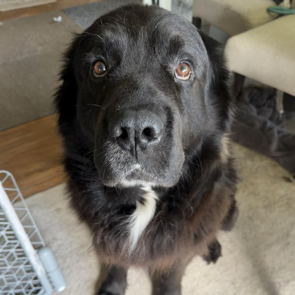 Sully2, Adoptable, Adult Male Newfoundland Dog.