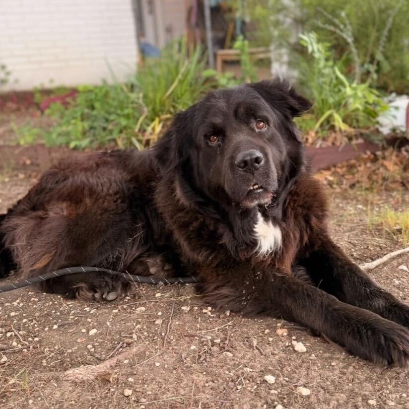 Enlarge Sully2, a Adoptable Newfoundland Dog in Dallas, TX image 2/4