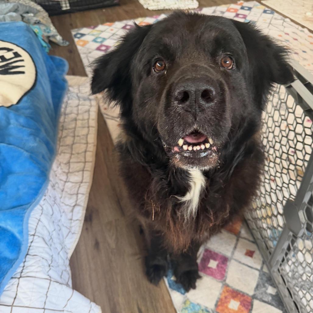 Enlarge Sully2, a Adoptable Newfoundland Dog in Dallas, TX image 3/4