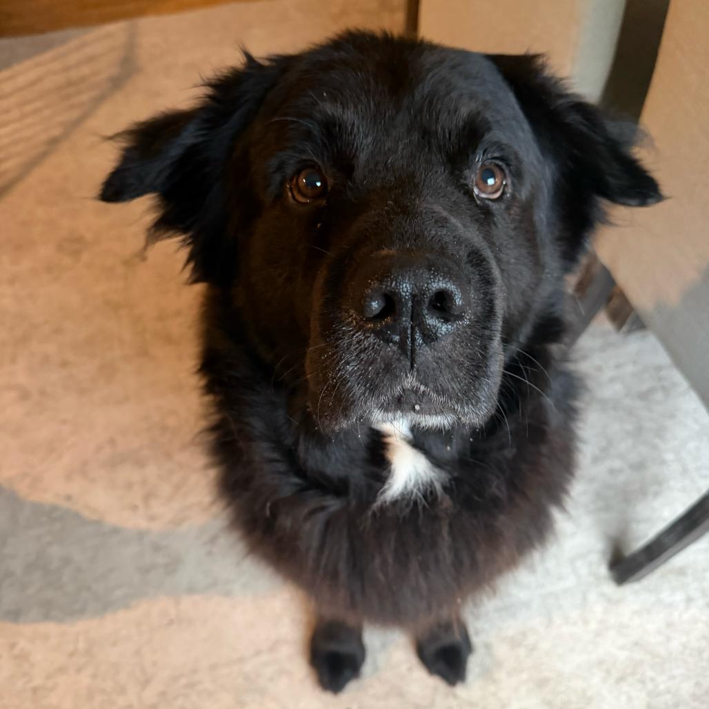 Enlarge Sully2, a Adoptable Newfoundland Dog in Dallas, TX image 4/4