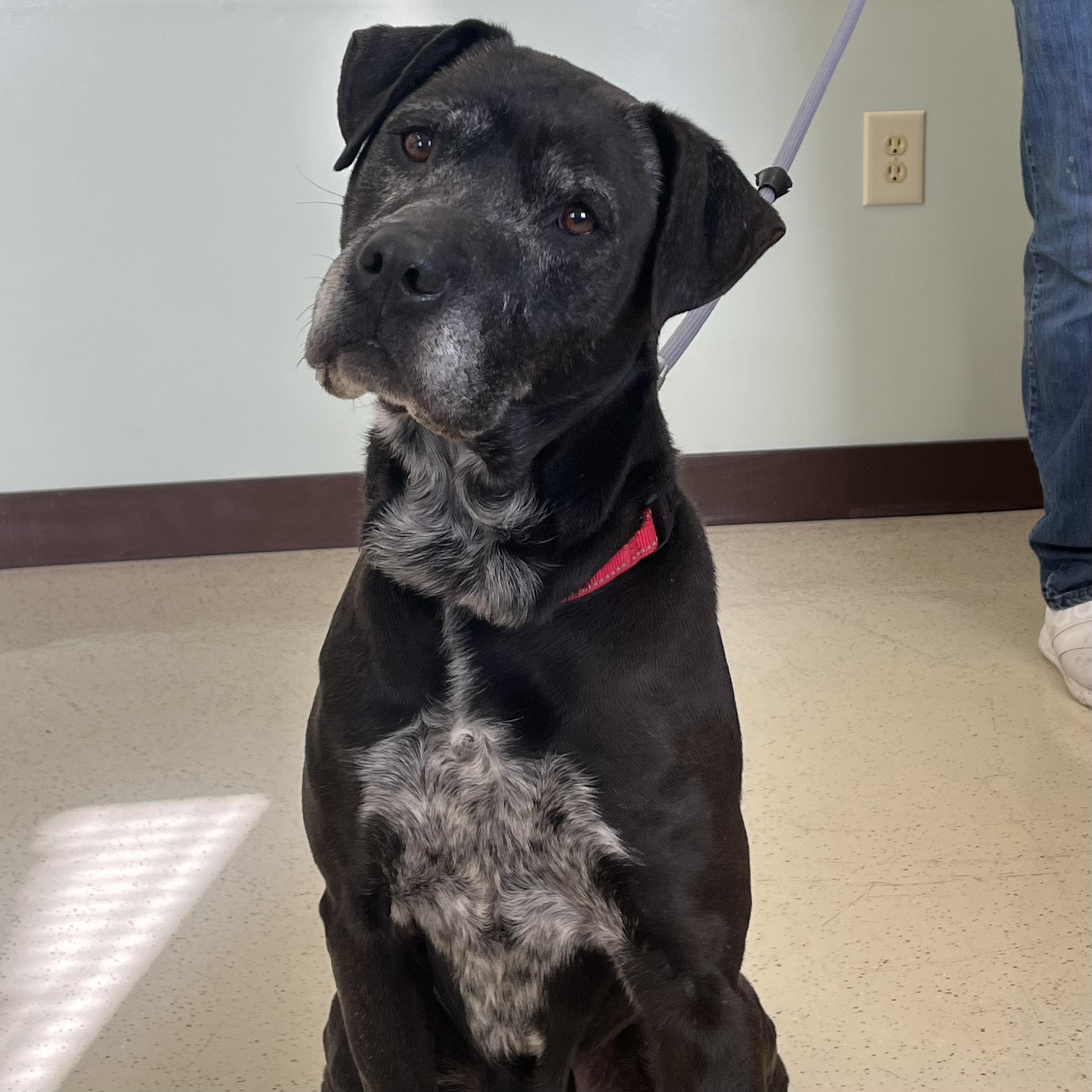 Enlarge Mikey, a ADOPTABLE mixed breed in Amery, WI image 2/4
